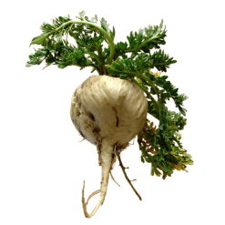 Maca Peru vàng cho sức khỏe