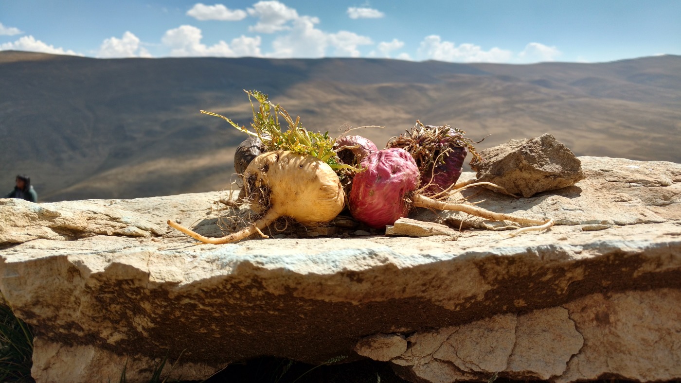 Sâm Maca Peru Đen – Maca Cho Quý Ông