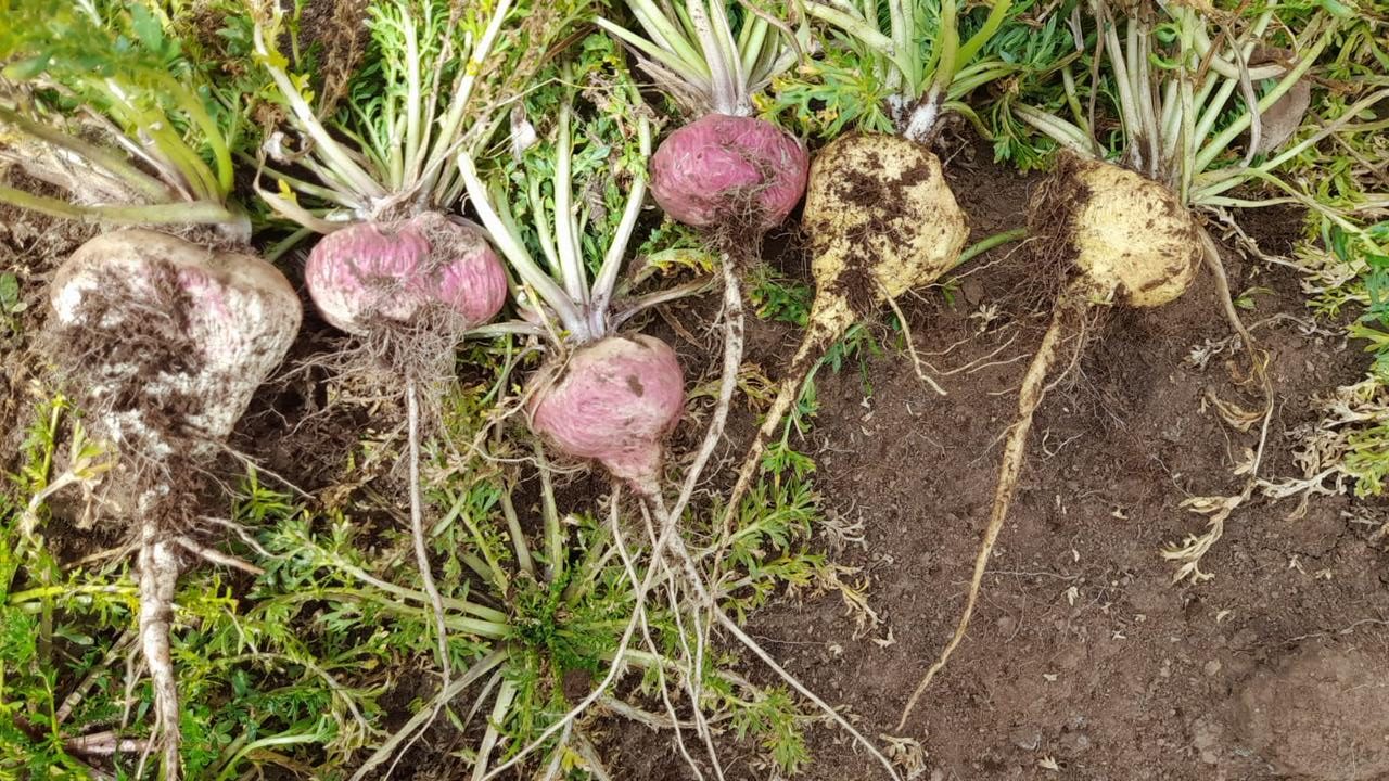 Maca Peru